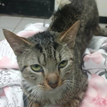 Domestic Short Hair Cats Available for Adoption - Snow Pea | PetCurious