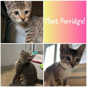Domestic Short Hair Cats Available for Adoption in Newberg, Oregon - Porridge | PetCurious