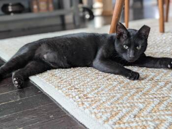 Evander Holyfield -  Bombay and Domestic Short Hair Cat for Adoption in San Antonio, Texas - Evander Holyfield | PetCurious