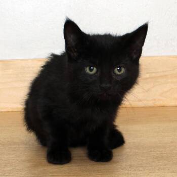 Domestic Short Hair Cats Available for Adoption in Minnetonka, Minnesota - Sunscreen C69619 | PetCurious