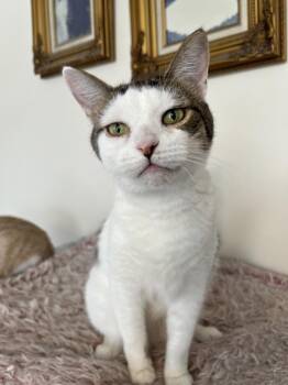 Rescue Domestic Short Hair Cats for Adoption in Stamford, Connecticut - Estrella The Serene Star | PetCurious