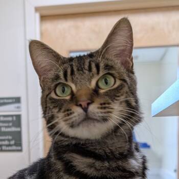 Rescue Domestic Short Hair Cats for Adoption - Pawmer | PetCurious