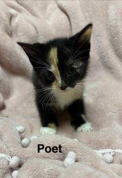 Calico and Domestic Short Hair Cats Available for Adoption in Buford, Georgia - Poet | PetCurious