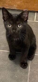 Rescue Domestic Short Hair Cats for Adoption in Omaha, Nebraska - MURPHY FFC00294 | PetCurious