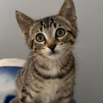 Petey - Loves Cuddles -  Tabby Cat for Adoption in Hamilton, Ontario - Petey - Loves Cuddles | PetCurious