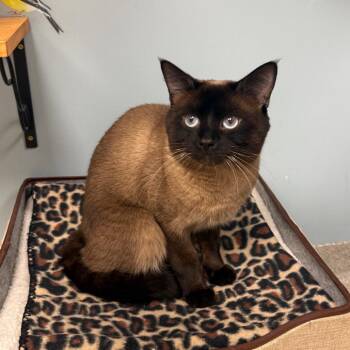 White Dragon -  Siamese Cat for Adoption in Naperville, Illinois - White Dragon | PetCurious