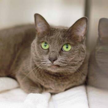 Lola -  Domestic Short Hair Cat for Adoption in Atlanta, Georgia - Lola | PetCurious