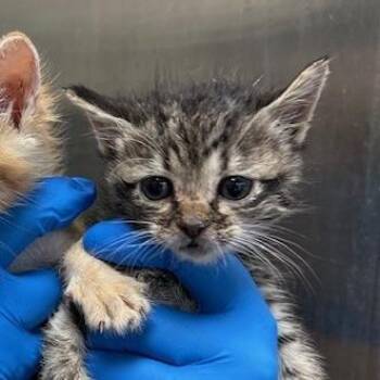 Domestic Short Hair Cats Available for Adoption in Indianapolis, Indiana - Berlioz | PetCurious