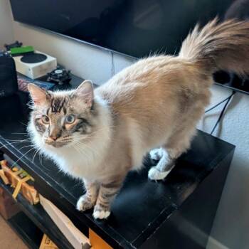 Domestic Long Hair Cats Available for Adoption in Woodinville, Washington - Oliver | PetCurious