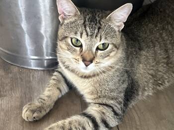 Rubert River -  Domestic Short Hair and Tabby Cat for Adoption in Lake Monroe, Florida - Rubert River | PetCurious