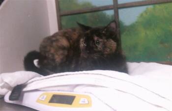 TONKS -  Domestic Short Hair Cat for Adoption in Houston, Texas - TONKS | PetCurious
