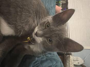 Rescue Domestic Short Hair Cats for Adoption in Pasco, Washington - Delta | PetCurious