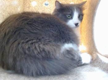 Domestic Medium Hair Cats Available for Adoption - KIKI | PetCurious