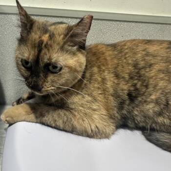 Domestic Short Hair Cats Available for Adoption - Jasmine | PetCurious
