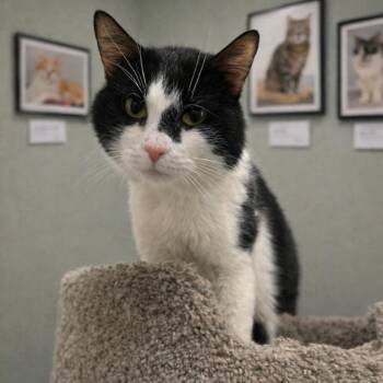 Domestic Short Hair Cats Available for Adoption in Hemet, California - Montgomery | PetCurious