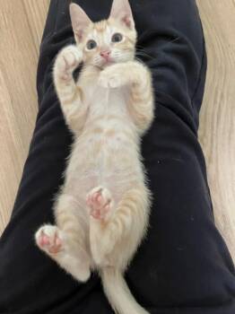 Louise -  Domestic Short Hair Cat for Adoption in Evans, Georgia - Louise | PetCurious