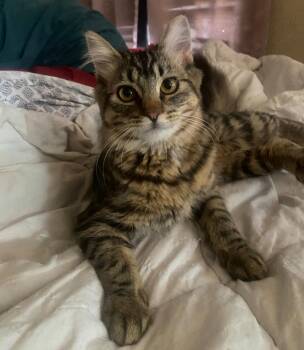 Ruby -  Domestic Long Hair and Tabby Cat for Adoption in Glendale, Arizona - Ruby | PetCurious