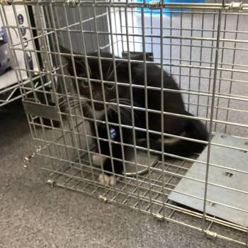 Hayneville -  Domestic Short Hair Cat for Adoption in Montgomery, Alabama - Hayneville | PetCurious