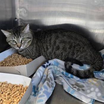 PICKLE -  Domestic Short Hair Cat for Adoption in El Paso, Texas - PICKLE | PetCurious