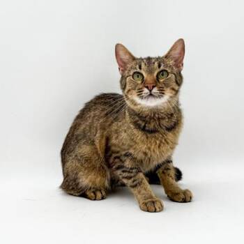 Dala (mom) -  Domestic Short Hair Cat for Adoption in Bowling Green, Kentucky - Dala (mom) | PetCurious