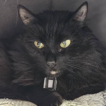 Jax -  Domestic Long Hair Cat for Adoption in Lakewood, Colorado - Jax | PetCurious