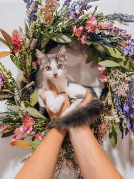 Eppie -  Tabby Cat for Adoption in Goodyear, Arizona - Eppie | PetCurious