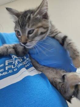 Quesadilla -  Domestic Short Hair Cat for Adoption in Kennewick, Washington - Quesadilla | PetCurious