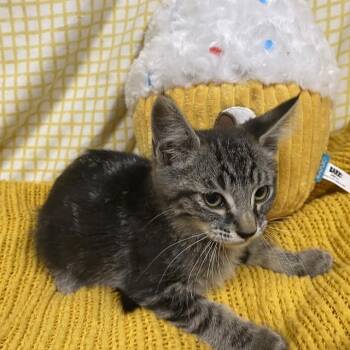 A611778 -  Domestic Short Hair Cat for Adoption in Modesto, California - A611778 | PetCurious