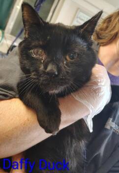 Domestic Short Hair Cats Available for Adoption - Daffy Duck | PetCurious