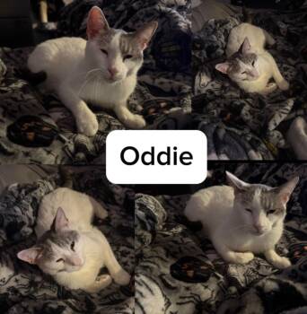 ODDIE -  Tabby Cat for Adoption in Lawton, Oklahoma - ODDIE | PetCurious