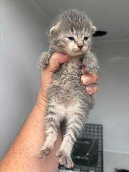 Jessica -  Domestic Short Hair Cat for Adoption in Mobile, Alabama - Jessica | PetCurious