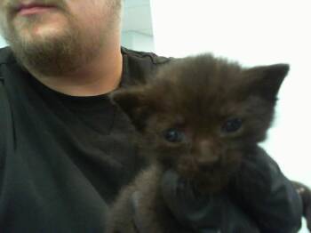 A1268385 -  Domestic Short Hair Cat for Adoption in Charlotte, North Carolina - A1268385 | PetCurious