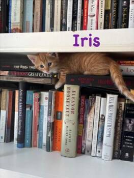 Iris -  Domestic Short Hair Cat for Adoption in Fishers, Indiana - Iris | PetCurious