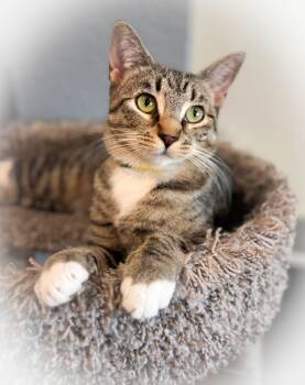 Rescue Calico Cats for Adoption - Prudence | PetCurious