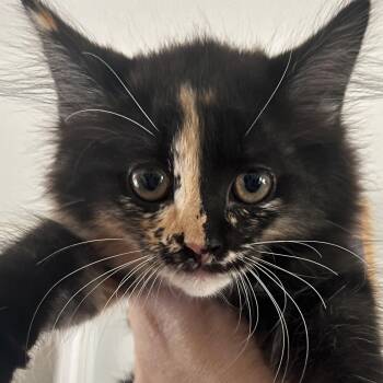 Scarlett -  Domestic Long Hair Cat for Adoption in Santa Ana, California - Scarlett | PetCurious