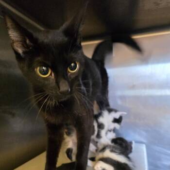 Rescue Domestic Short Hair Cats for Adoption in Sand Springs, Oklahoma - Aurora | PetCurious
