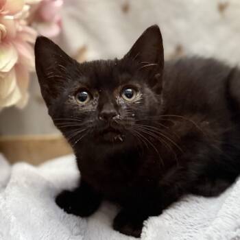 Barb -  American Shorthair Cat for Adoption in Newberg, Oregon - Barb | PetCurious