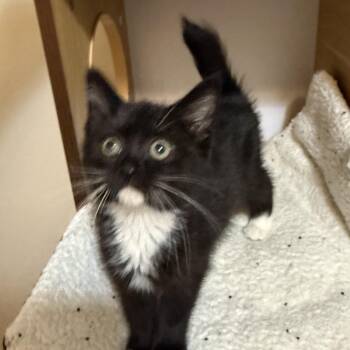 Turkey and Mouse super amazing -  Domestic Short Hair Cat for Adoption - Turkey And Mouse Super Amazing | PetCurious
