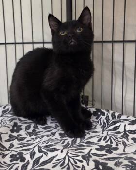 Otto -  Domestic Short Hair Cat for Adoption in Novato, California - Otto | PetCurious
