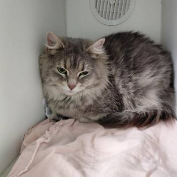 Domestic Long Hair Cats Available for Adoption - Savi | PetCurious