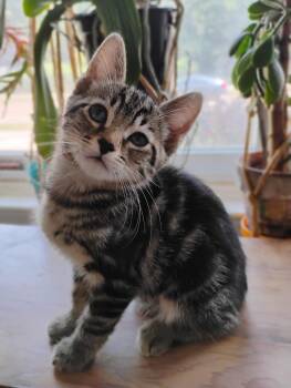 Lolly -  Domestic Short Hair Cat for Adoption in Oak Park, Michigan - Lolly | PetCurious