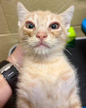 Drake -  Domestic Short Hair Cat for Adoption in Douglasville, Georgia - Drake | PetCurious