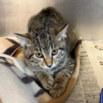 Denver -  Domestic Short Hair Cat for Adoption in Belleville, Illinois - Denver | PetCurious