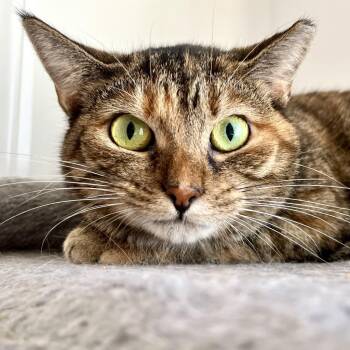 Rescue Domestic Short Hair Cats for Adoption in Gibsonia, Pennsylvania - Kotake | PetCurious