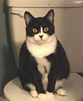 Rescue Domestic Short Hair Cats for Adoption in Greenville, South Carolina - Malibu | PetCurious