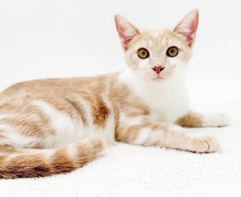 Jericho is nothing less than awesome - THERAPY KITTEN - VIDEO -  -  Tabby and Turkish Van Cat for Adoption in Bedford Hills, New York - Jericho Is Nothing Less Than Awesome - THERAPY KITTEN - VIDEO -  | PetCurious