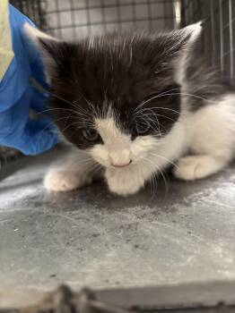 Domestic Short Hair Cats Available for Adoption in Las Vegas, Nevada - NINO | PetCurious
