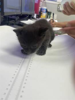 Domestic Short Hair Cats Available for Adoption in Rosenberg, Texas - MYSTIC | PetCurious