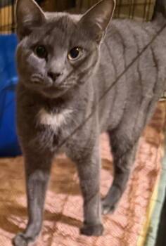 Domestic Short Hair Cats Available for Adoption - NANCY SINATRA | PetCurious