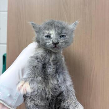 Rune -  Domestic Short Hair Cat for Adoption in Reno, Nevada - Rune | PetCurious